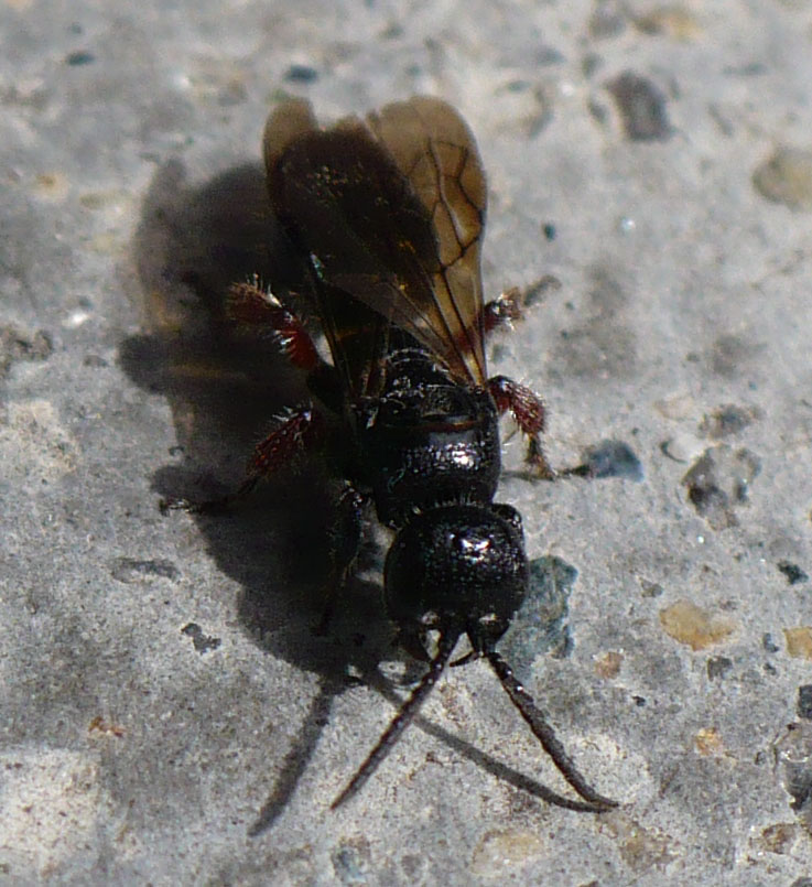 Piccolo imenottero scuro: forse, Tiphia femorata